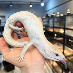 Buy White Northern Bluetongue skink