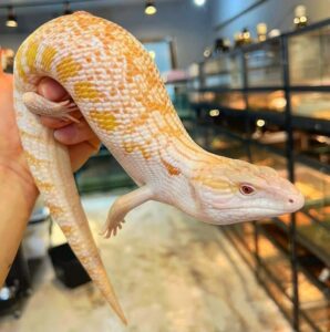 Buy Albino Eastern BlueTongue