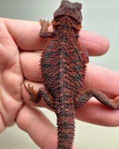 Buy Red Bearded Dragon