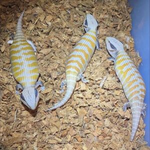 Buy Centralian bluetongue skink