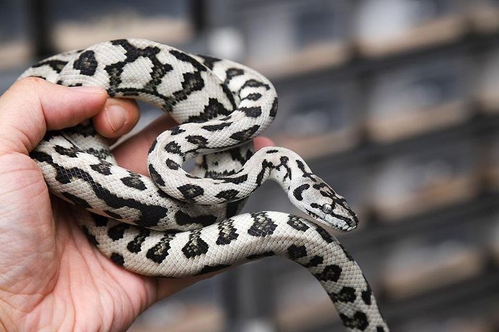 Buy Carpet Python Online