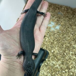 Buy Melanistic Blue-Tongue Skinks