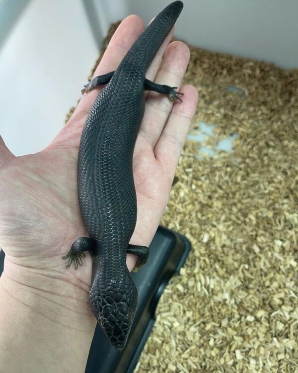 Buy Melanistic Blue-Tongue Skinks